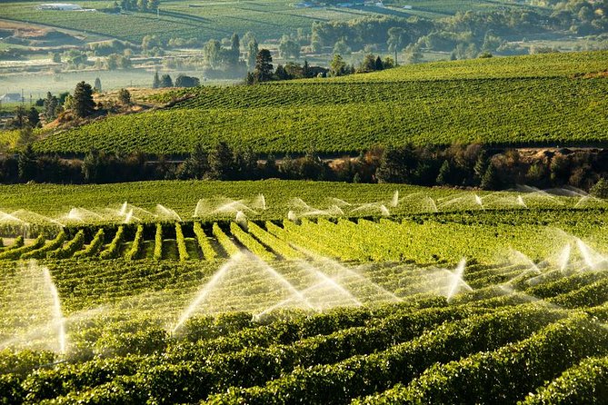 West Kelowna Wine Tour - Classic - 4 Wineries - Four hours, with a guide shaping the route
