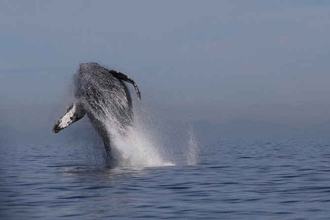 Whale Watching Adventure from Vancouver BC - Key points to know before you go