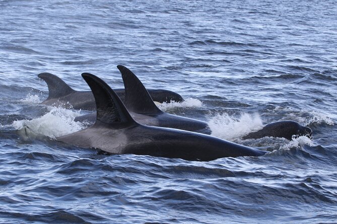 Whale Watching Adventure from Vancouver BC - Starting at Steveston Village in Richmond