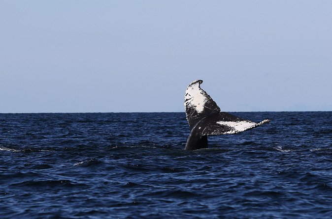Whale Watching Adventure from Vancouver BC - Why the naturalist guide adds real value