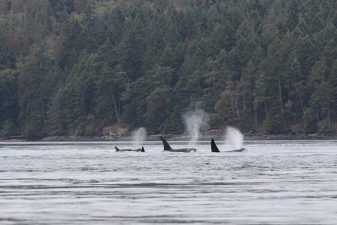 Whale Watching Adventure from Vancouver BC - Steveston Village and the return ride