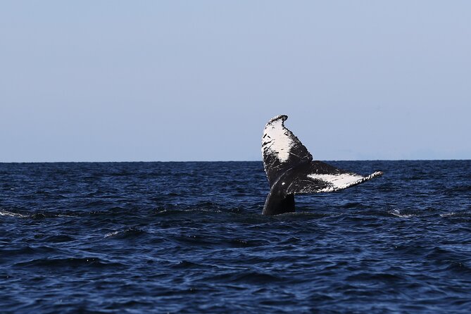 Whale Watching Adventure from Vancouver BC - Practical tips for a better day on the water