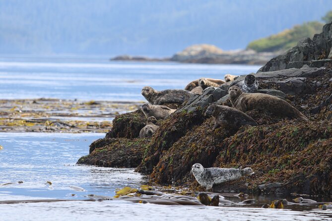 Whale Watching Adventure from Vancouver BC - Searching for orcas, humpbacks, and smaller wildlife
