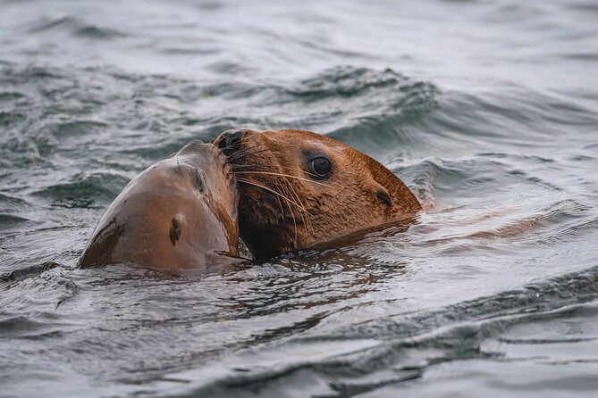 Whale Watching Nanaimo Open Boat Tour - The naturalists make the difference