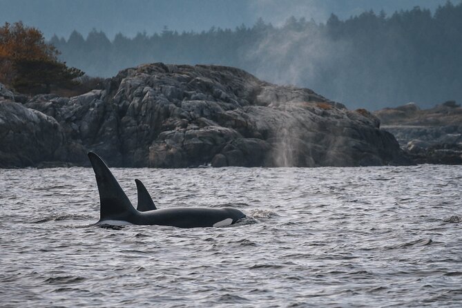 Whale Watching Nanaimo Open Boat Tour - A small boat with a big ride