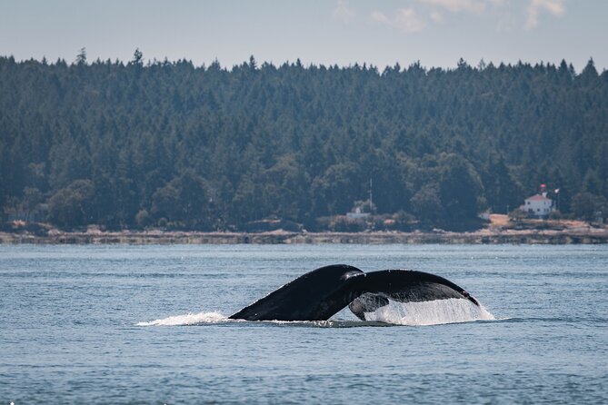 Whale Watching Nanaimo Open Boat Tour - Conservation is part of the final hour