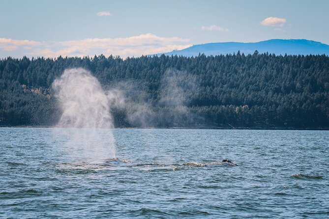 Whale Watching Nanaimo Open Boat Tour - Is $187.75 a fair price?
