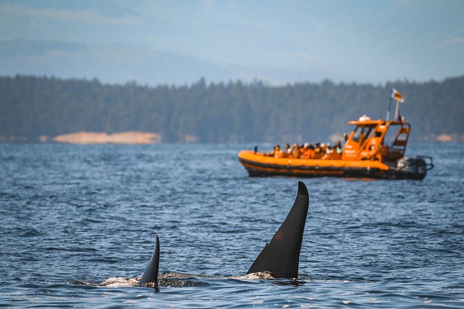 Whale Watching Nanaimo Open Boat Tour - The Salish Sea becomes part of the tour