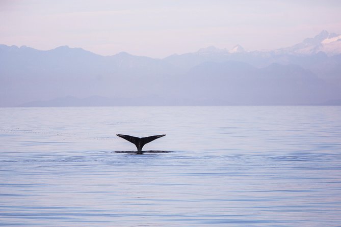 Whale-Watching Tour from Vancouver - Checking in at Vancouver Whale Watch
