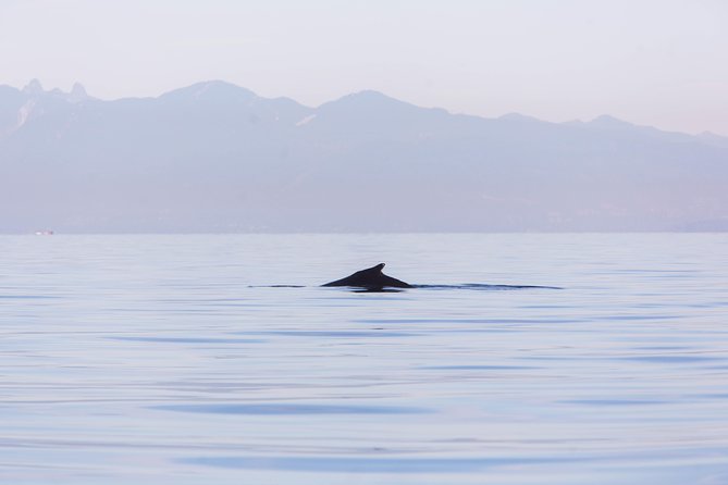 Whale-Watching Tour from Vancouver - Viewing space, comfort, and mobility concerns