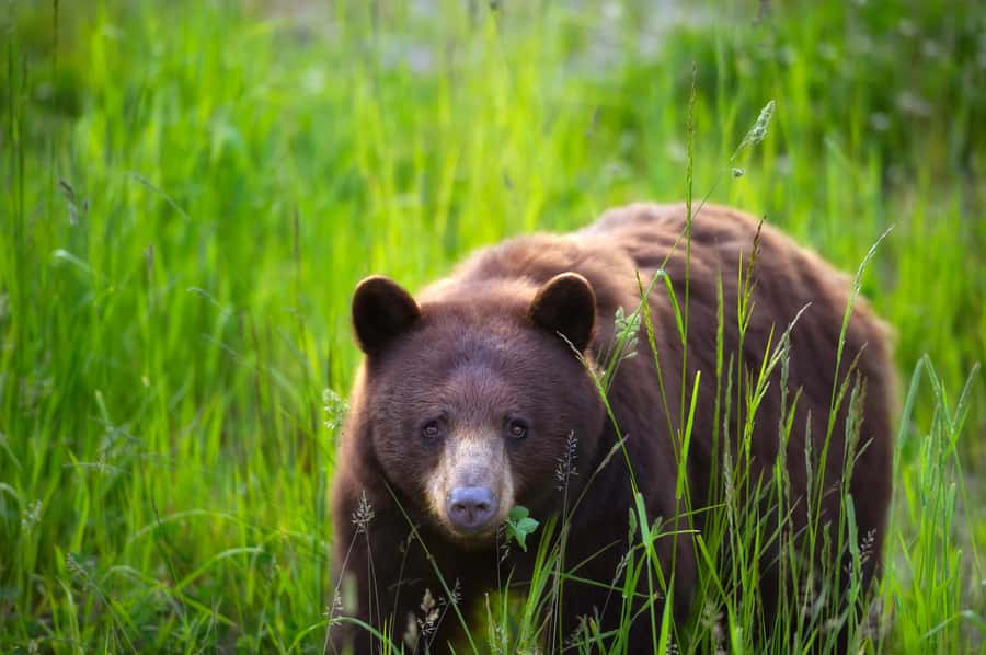 Whistler: Afternoon Bears Spotting Tour in Land Rover - The Ride Through Forest, Wetlands, and Mountain Country