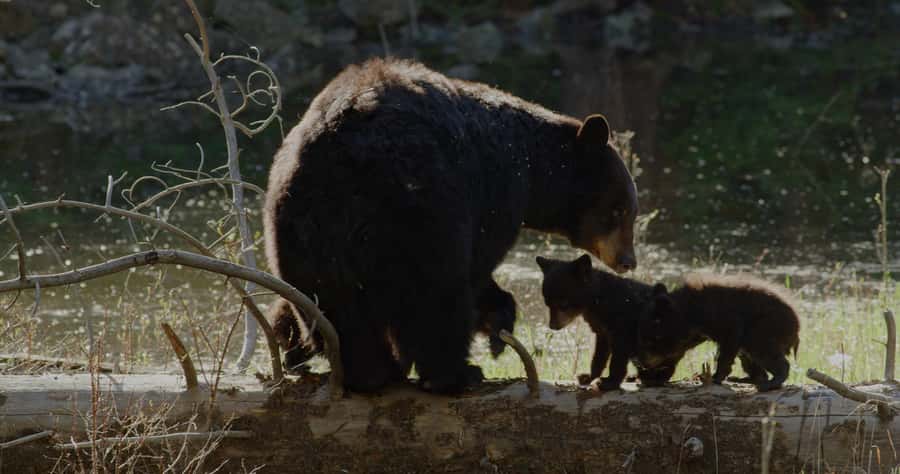 Whistler: Afternoon Bears Spotting Tour in Land Rover - Photography at Sunset