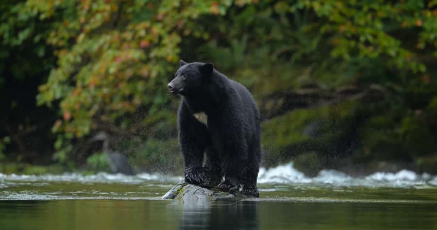 Whistler: Afternoon Bears Spotting Tour in Land Rover - How the Tour Compares With Exploring on Your Own
