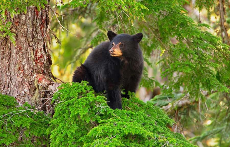 Whistler: Morning with the Bears Land Rover Scenic Excursion - Key points to know before booking