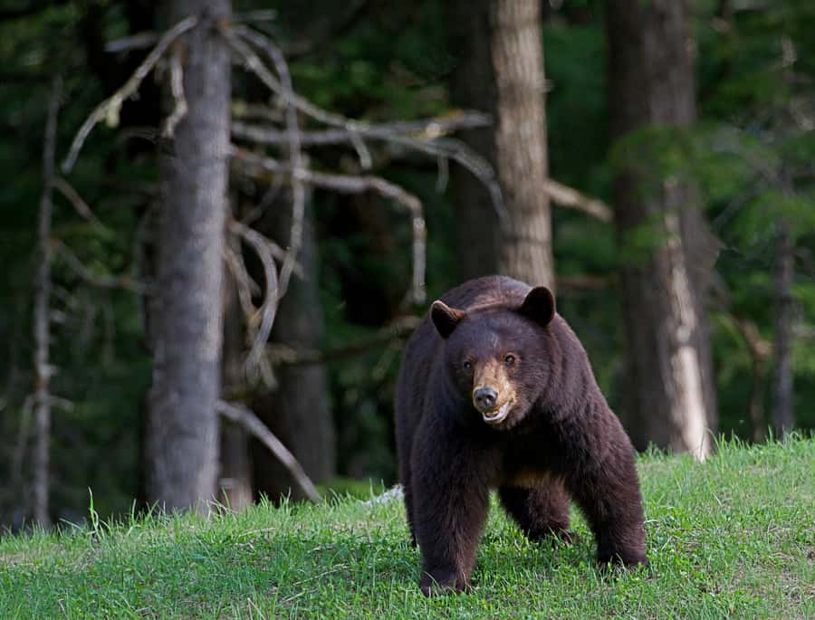 Whistler: Morning with the Bears Land Rover Scenic Excursion - Your guide may be the best part of the tour