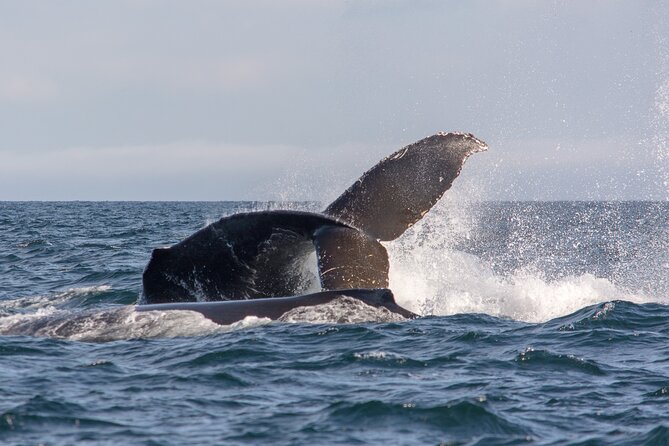 Wild Whale Watching Experience - Open Air Vessel - A naturalist-led lesson, not just a boat ride