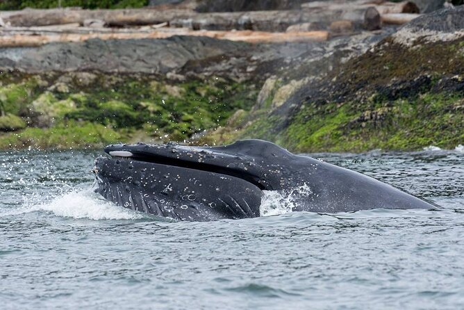 Wild Whale Watching Experience - Open Air Vessel - The real cost at $169.74