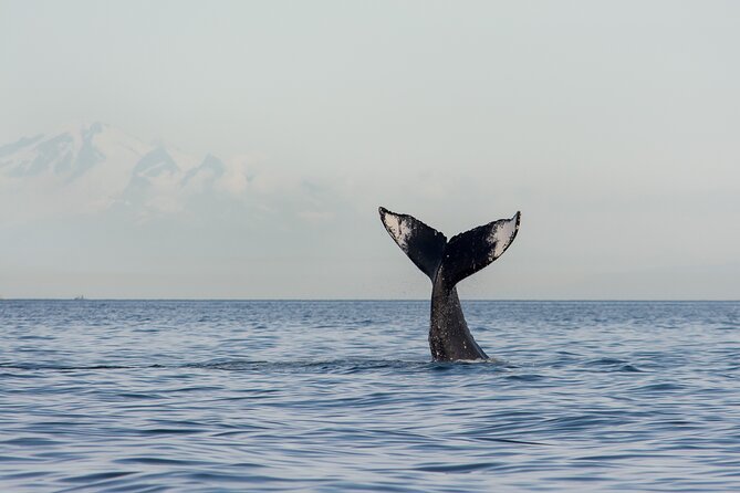Wild Whale Watching Experience - Open Air Vessel - The search through English Bay and the Strait of Georgia