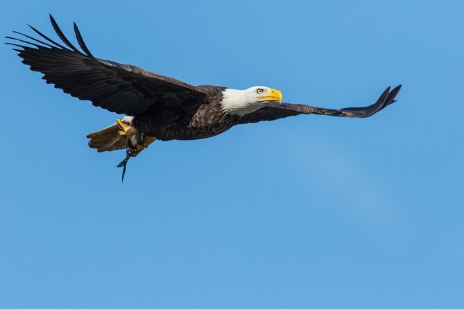 Wildlife on the Bow | Big Canoe Tour in Banff National Park - Wildlife watching from the river