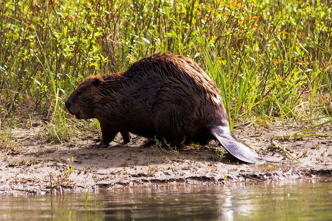 Wildlife on the Bow | Big Canoe Tour in Banff National Park - Is $69.85 a fair price?
