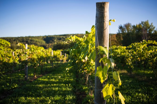 Wine and Lunch Escape - Why Nova Scotia Wine Is Worth Your Attention