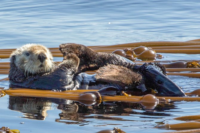 Winter Victoria Whale and Wildlife Zodiac Tour - Leaving Victoria’s inner harbour at 1 p.m.