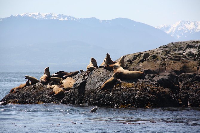 Winter Victoria Whale and Wildlife Zodiac Tour - Who will enjoy this tour most