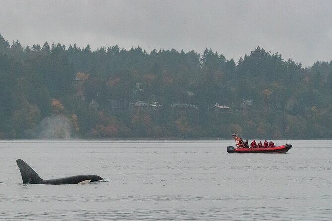 Winter Victoria Whale and Wildlife Zodiac Tour - Why the Zodiac makes a difference