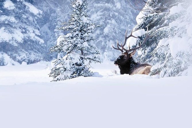 Winter Wildlife Discovery Tour - Key points to know before booking