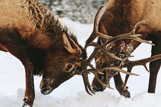 Winter Wildlife Discovery Tour - What you might see along the way