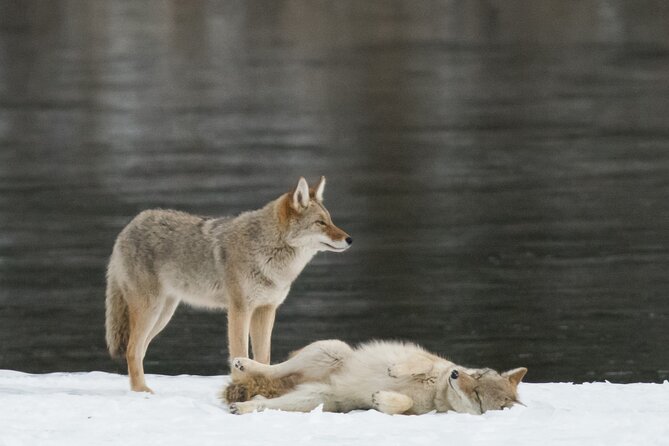Winter Wildlife Discovery Tour - Is the wildlife search active enough?