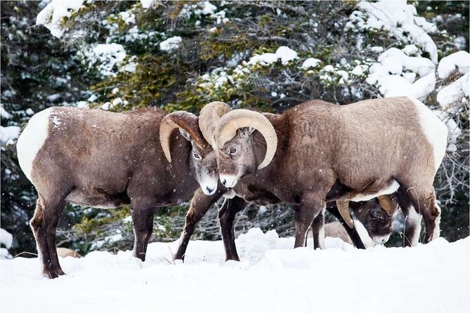Winter Wildlife Discovery Tour - Comfort, pace, and physical effort