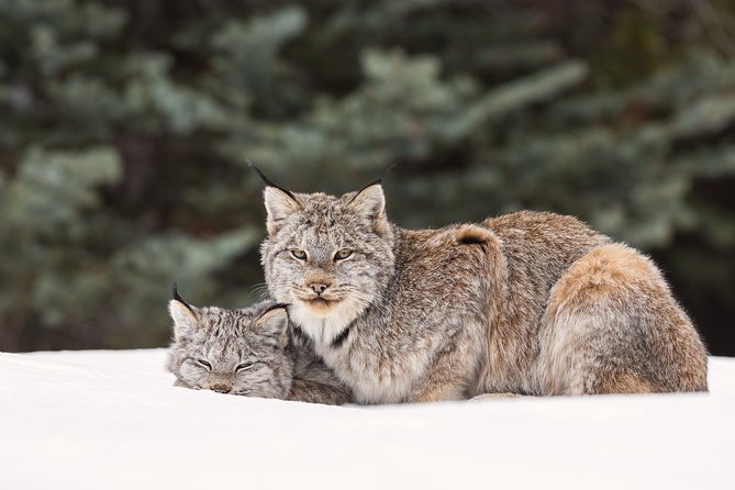 Winter Wildlife Discovery Tour - The 9:00 a.m. start and hotel pickup