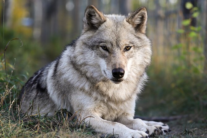 Yamnuska Wolfdog Sanctuary Walk Ticket in Canada - Key things to know before you go