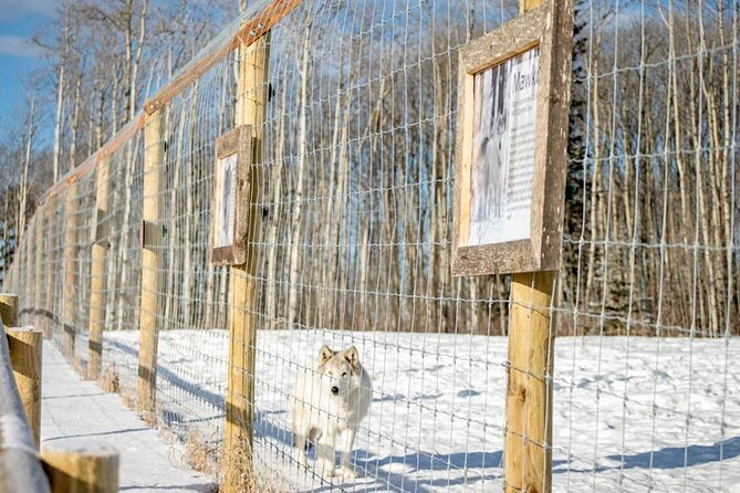Yamnuska Wolfdog Sanctuary Walk Ticket in Canada - What the Wolfdog Wisdom sessions add