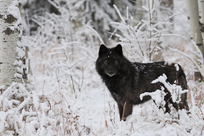 Yamnuska Wolfdog Sanctuary Walk Ticket in Canada - The animal-care story behind the visit