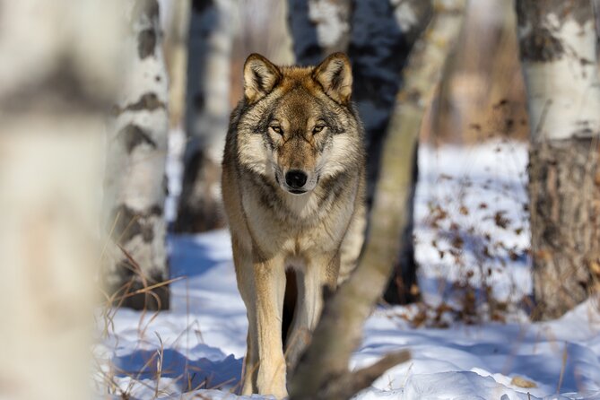 Yamnuska Wolfdog Sanctuary Walk Ticket in Canada - Small extras that make the visit feel complete