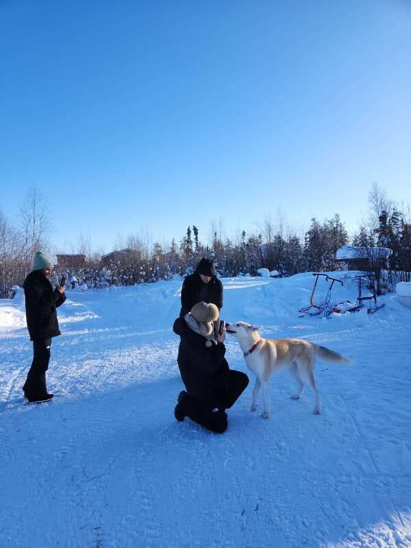 Yellowknife: Dog Sledding Tour - Key points to know before booking