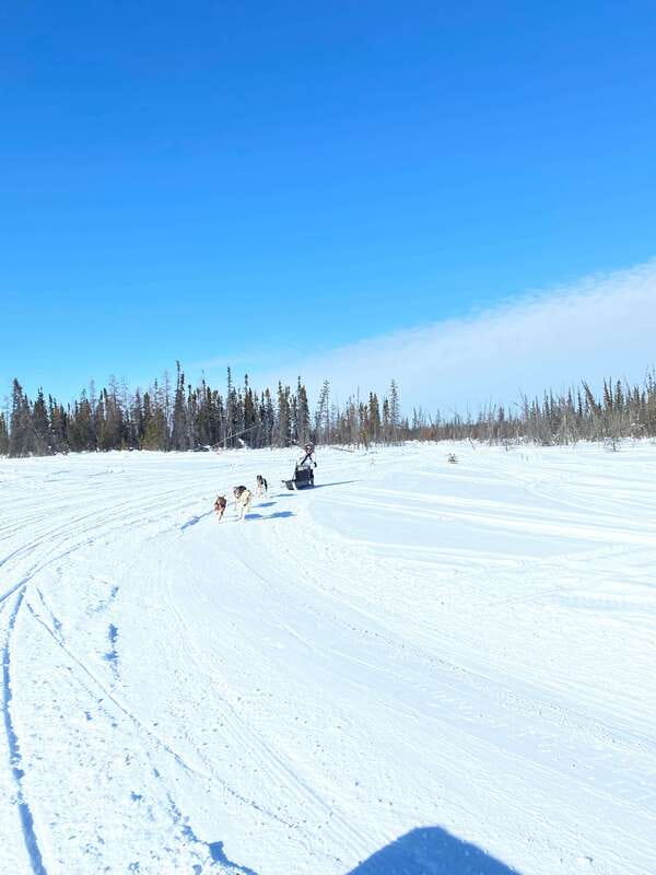 Yellowknife: Dog Sledding Tour - Who will enjoy this outing most?