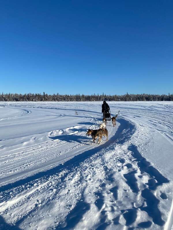 Yellowknife: Dog Sledding Tour - Meeting the dogs before the sled ride