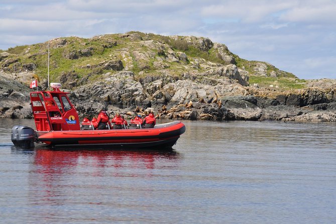 Zodiac Boat Whale and Wildlife 4-Hour Tour from Campbell River - Key points at a glance