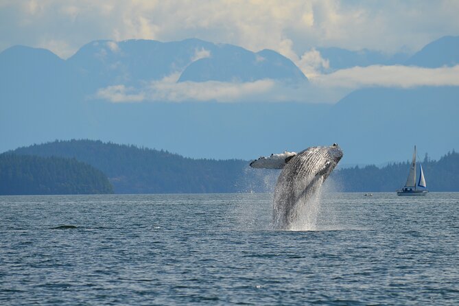 Zodiac Boat Whale and Wildlife 4-Hour Tour from Campbell River - Setting out from Campbell River