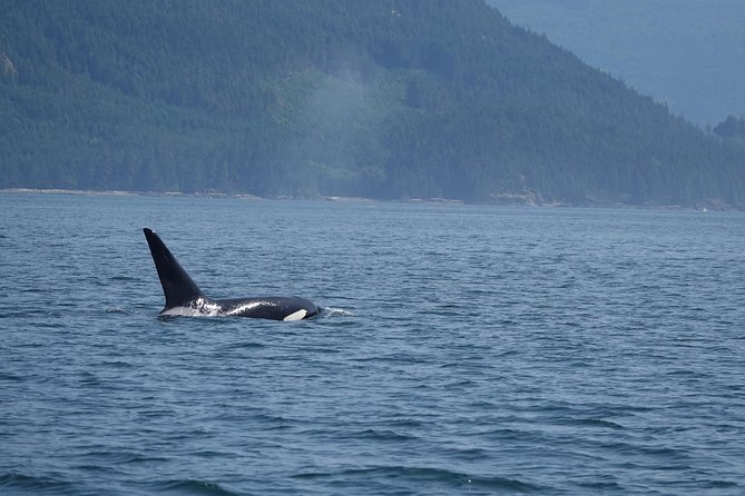 Zodiac Boat Whale and Wildlife 4-Hour Tour from Campbell River - Other wildlife around the water