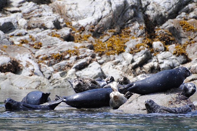 Zodiac Boat Whale and Wildlife 4-Hour Tour from Campbell River - The possible Cape Mudge Lighthouse route