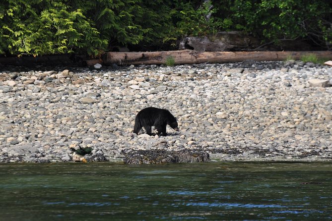 Zodiac Boat Whale and Wildlife 4-Hour Tour from Campbell River - Why the 12-person limit matters