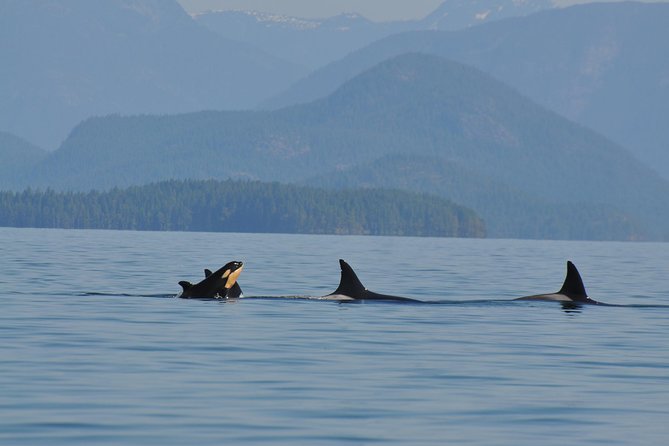 Zodiac Boat Whale and Wildlife 6-Hour Tour from Campbell River - Starting at E Dock at 9:00 am