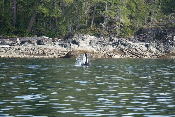 Zodiac Boat Whale and Wildlife 6-Hour Tour from Campbell River - Searching for whales and porpoises