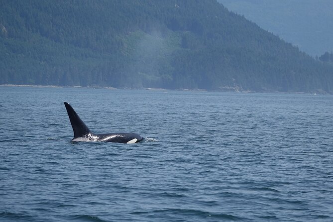 Zodiac Boat Whale and Wildlife 6-Hour Tour from Campbell River - Eagles, tide pools, and the Cape Mudge Lighthouse