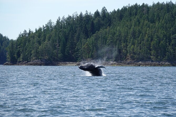 Zodiac Boat Whale and Wildlife 6-Hour Tour from Campbell River - What the six-hour length means for value