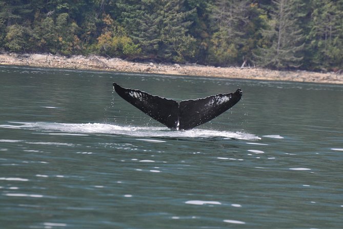 Zodiac Boat Whale and Wildlife 6-Hour Tour from Campbell River - Getting ready for an open zodiac boat